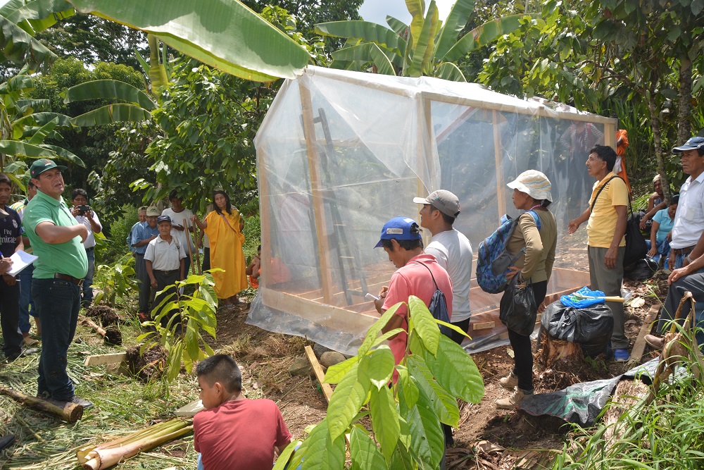 Cooperativa Pangoa en Satipo se capacita en manejo del plátano