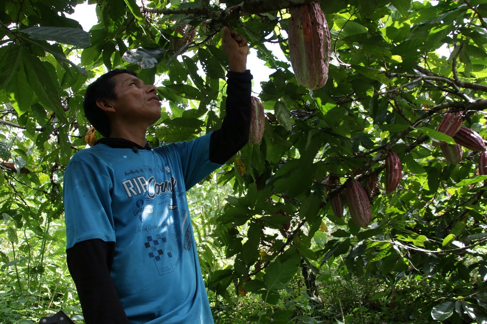 COOPAKP produce cacao shawi de excelencia en la Amazonía peruana