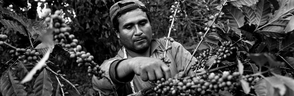 En Perú: los productores frente a la crisis del café