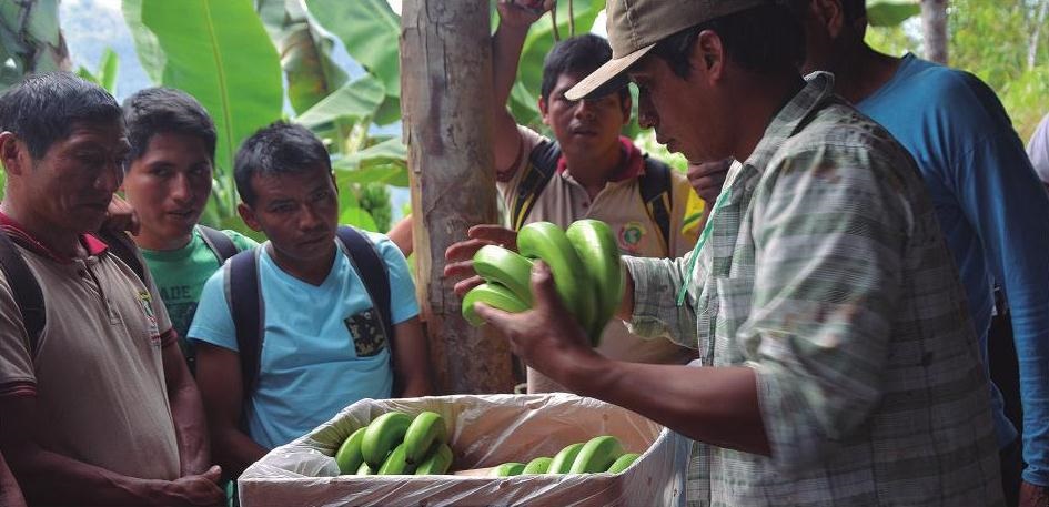 Terra Nuova presentó su nueva publicación sobre el proceso del Sistema de Garantía Participativo (SGP) en el Perú