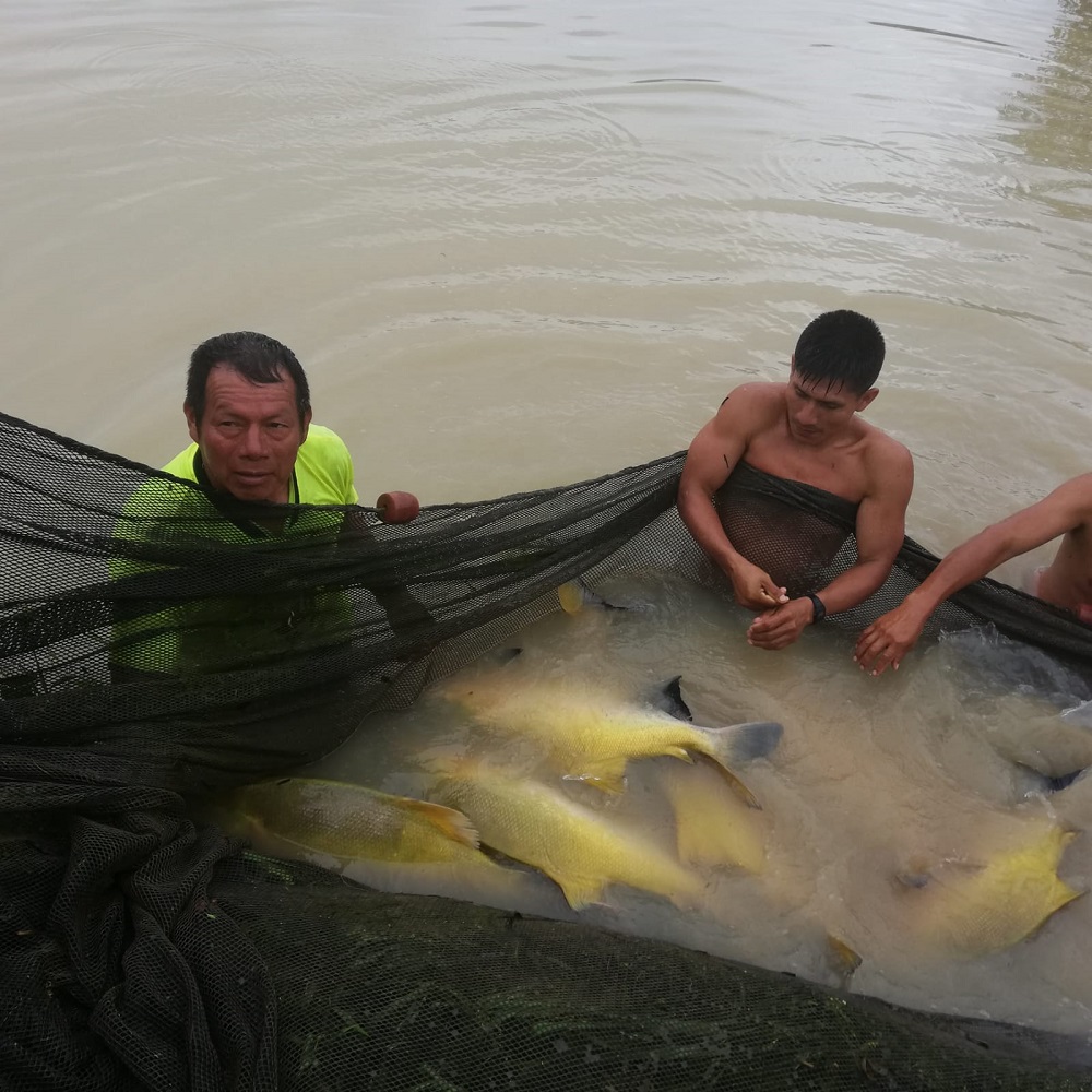 Embajador del Capítulo Perú del Plan Binacional visitó laboratorio piscícola de Villa Gonzalo en la región Amazonas