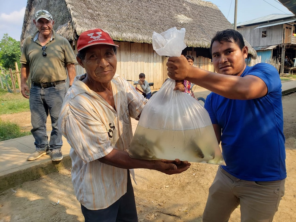 Se entregan alevines a productores piscícolas en Morona, región Loreto