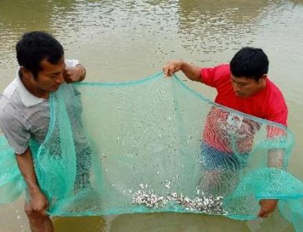 Venimos asesorando los procesos productivos piscícolas de las comunidades nativas de Río Santiago en Amazonas