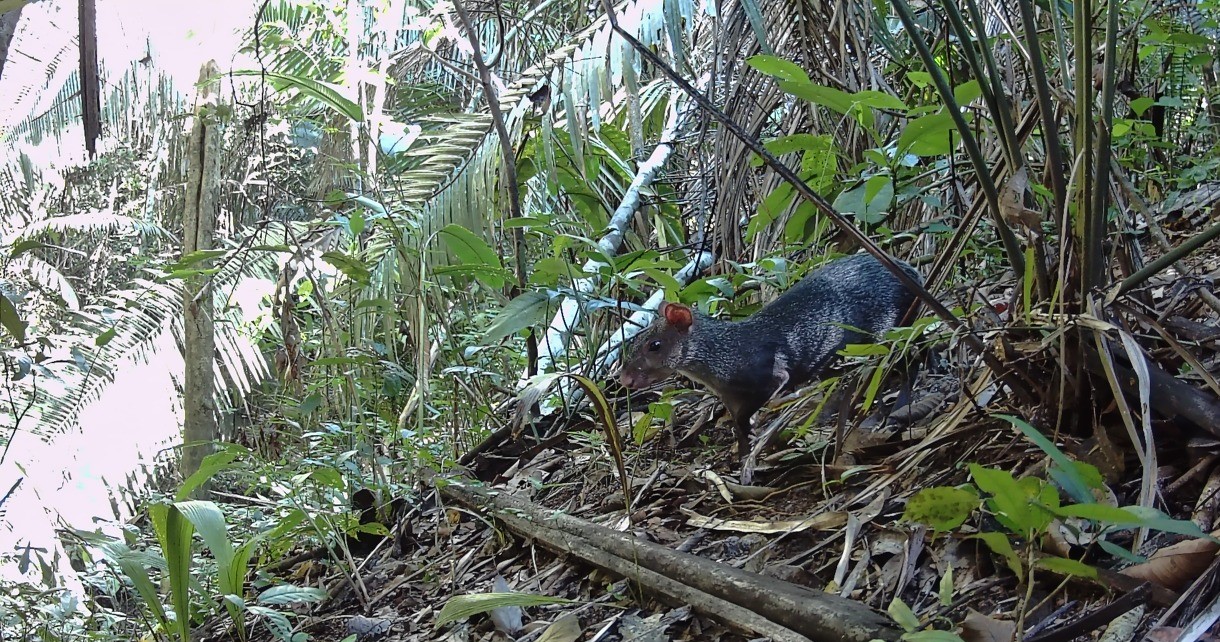 Ya tenemos listo inventario biológico en Picota, región San Martín