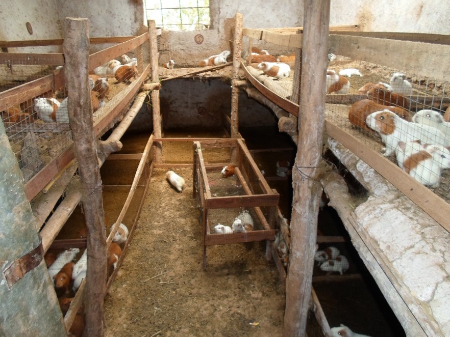 La Crianza de Cuyes en Huánuco: Una Alternativa Sostenible y Oportunidad Económica para las familias rurales