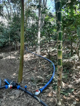 Para adaptarnos al cambio climático, Lutheran World Relief impulsa el riego tecnificado en sistemas productivos de cacao en el VRAEM