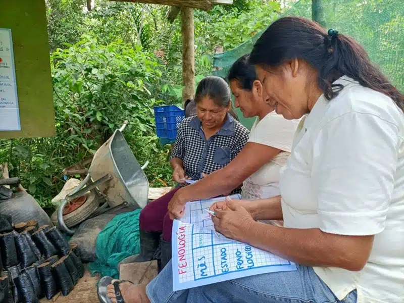 Agricultores de Pichanaki impulsan la reforestación y conservan especies nativas con alternativas económicas sostenibles