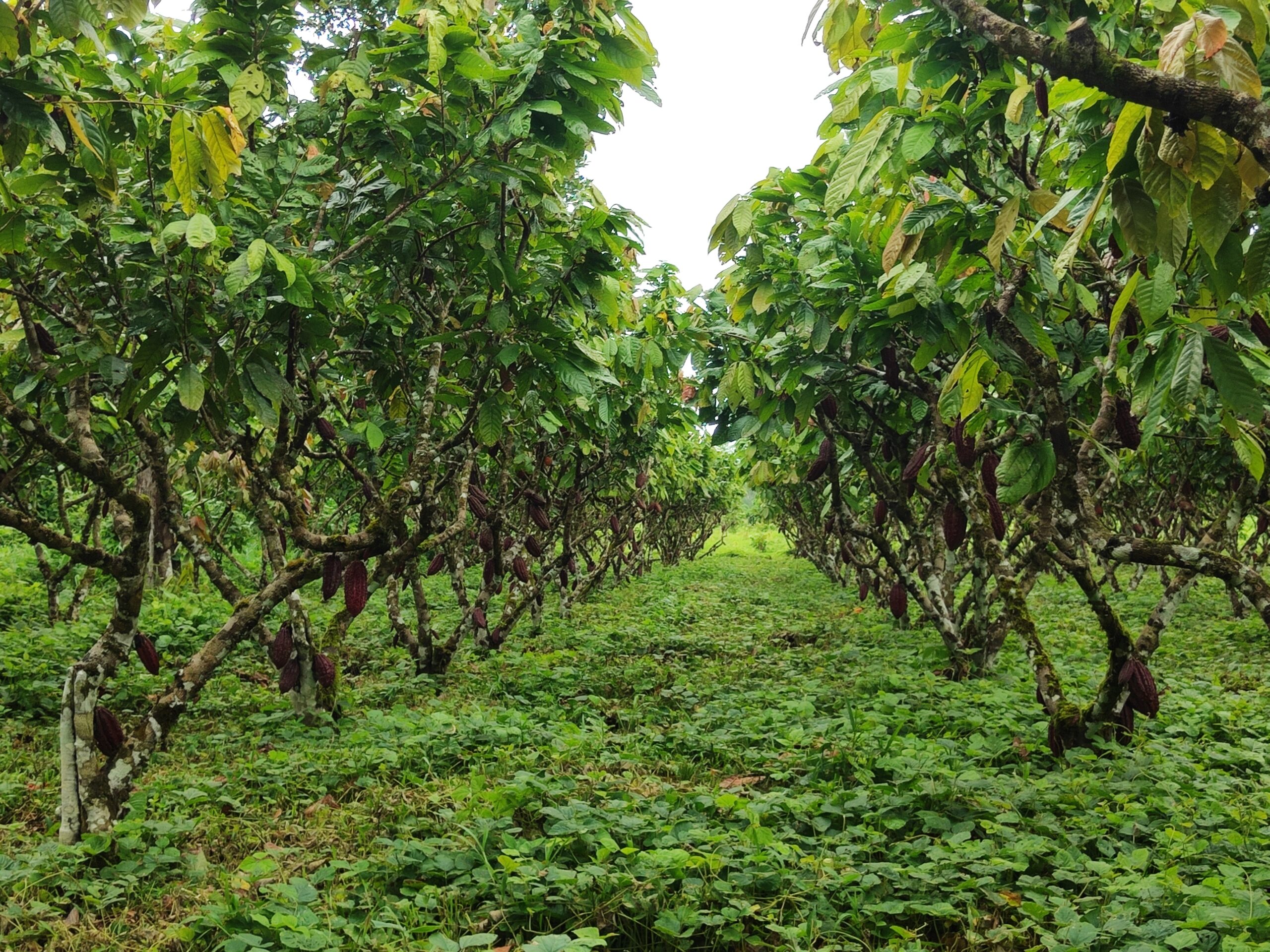 Economía circular en la Amazonía: cobertura con leguminosas mejora suelos y hace más resiliente la cadena de valor del cacao